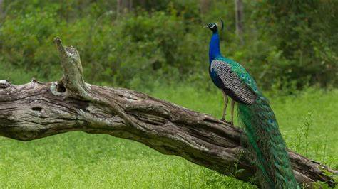 The Mudumalai National Park